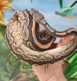 Magazoo Python royal black pastel hypo 66% het pied femelle