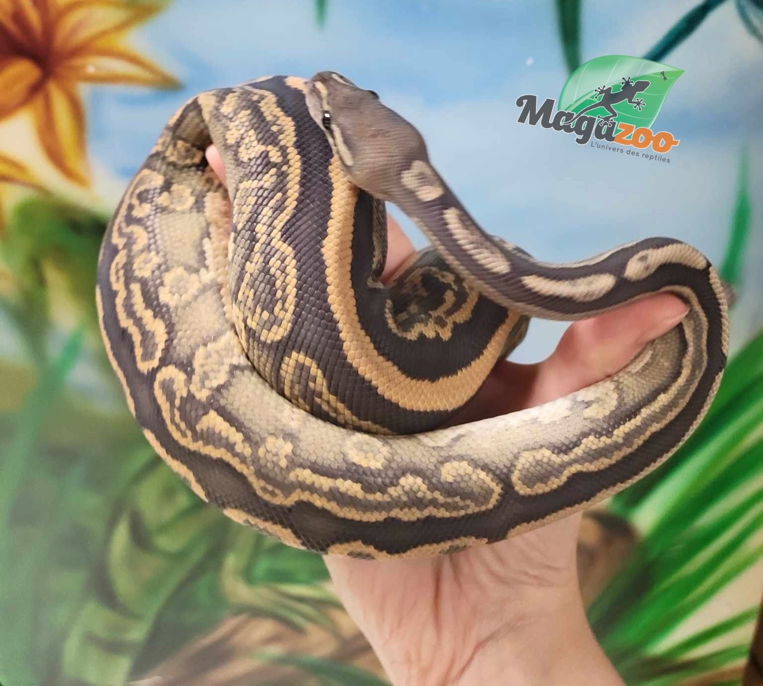 Magazoo Black pastel hypo 66% het pied female Ball Python