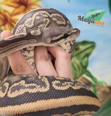 Magazoo Black pastel hypo 66% het pied female Ball Python