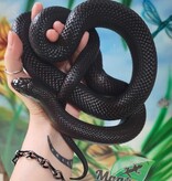 Magazoo  Mexican black king snake Female 4 years old