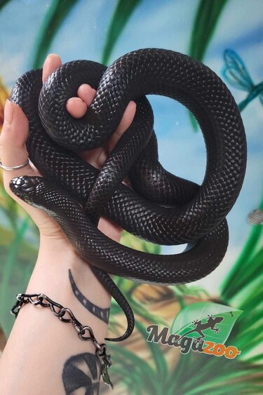 Magazoo Mexican black king snake Female 4 years old