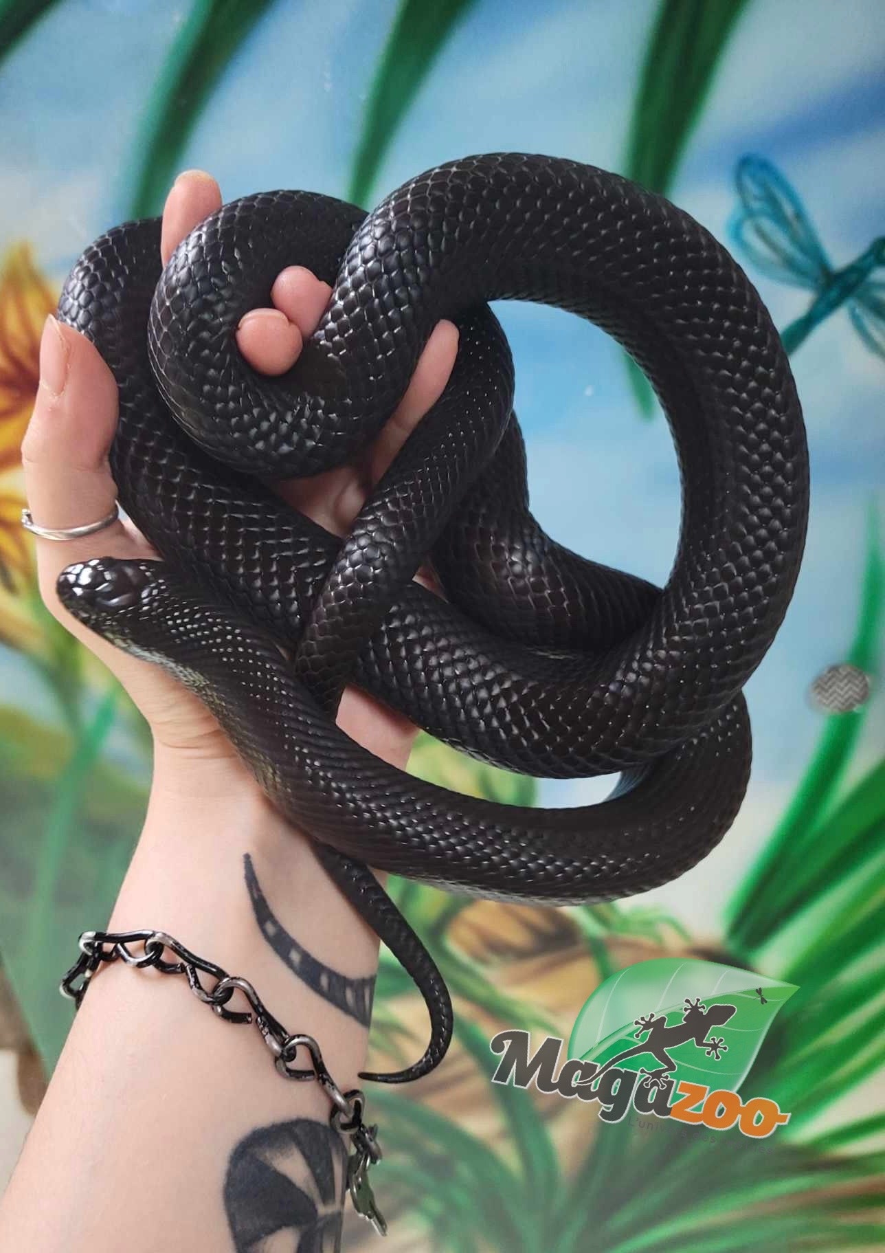 Magazoo  Mexican black king snake Female 4 years old