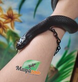 Magazoo Serpent roi noir du Mexique Femelle 4 ans