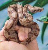 Magazoo Boa constrictor Central America Hypo Baby Female