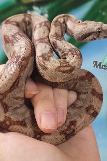 Magazoo Boa constricteur Amérique centrale Hypo Bébé Femelle