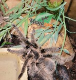 Juvenile Curly hair tarantula #2/Tliltocatl albopilosus