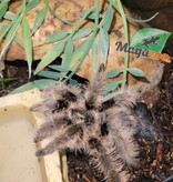 Juvenile Curly hair tarantula #2/Tliltocatl albopilosus