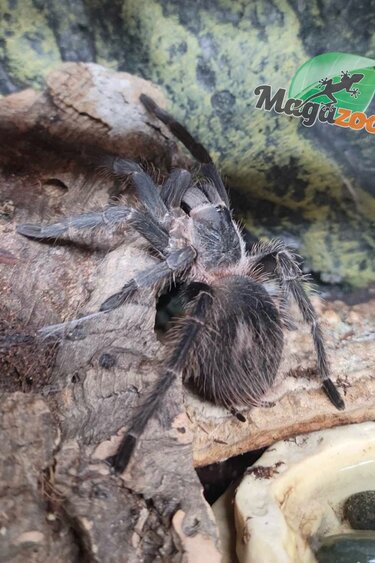 Magazoo Peruvian tarantula