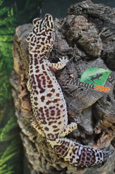 Magazoo Gecko léopard Femelle 26 ans / Adoption - 2ième chance