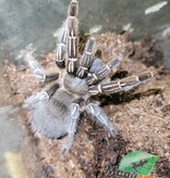 Magazoo Stripe knee tarantula/Aphonopelma seemani #3
