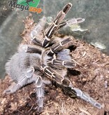 Magazoo Stripe knee tarantula/Aphonopelma seemani #3