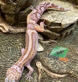 Magazoo Gecko léopard Mack snow bold stripe jungle Mâle 24/7/23