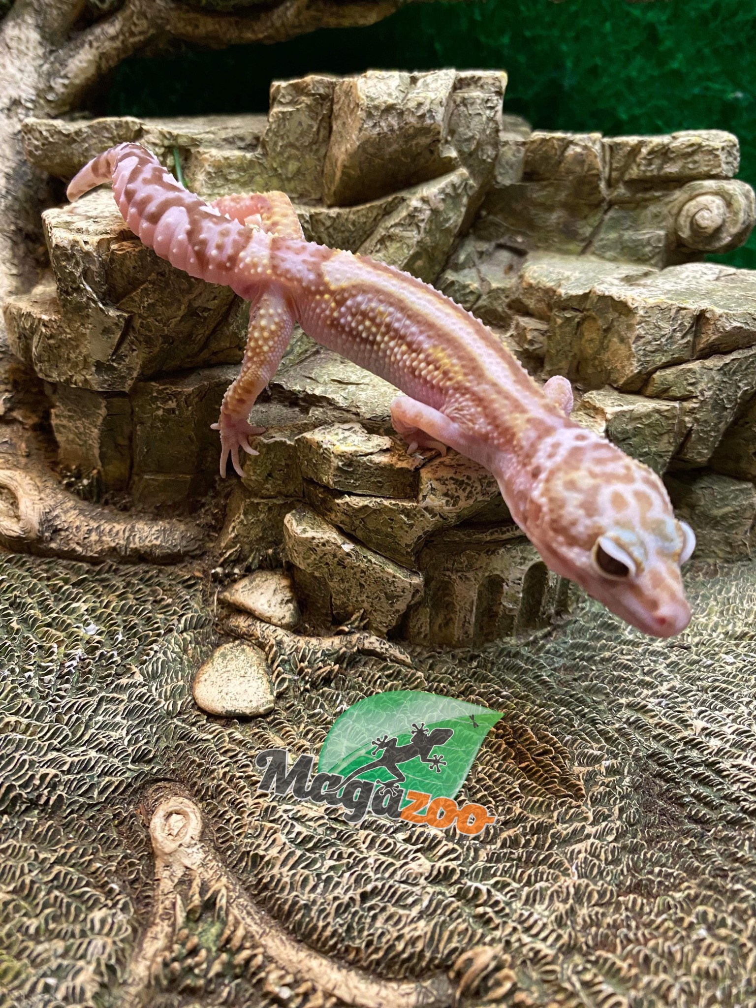Magazoo Gecko léopard Mack snow bold stripe jungle Mâle 24/7/23