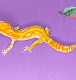 Magazoo Red Diamond Male Leopard gecko 5/26/23