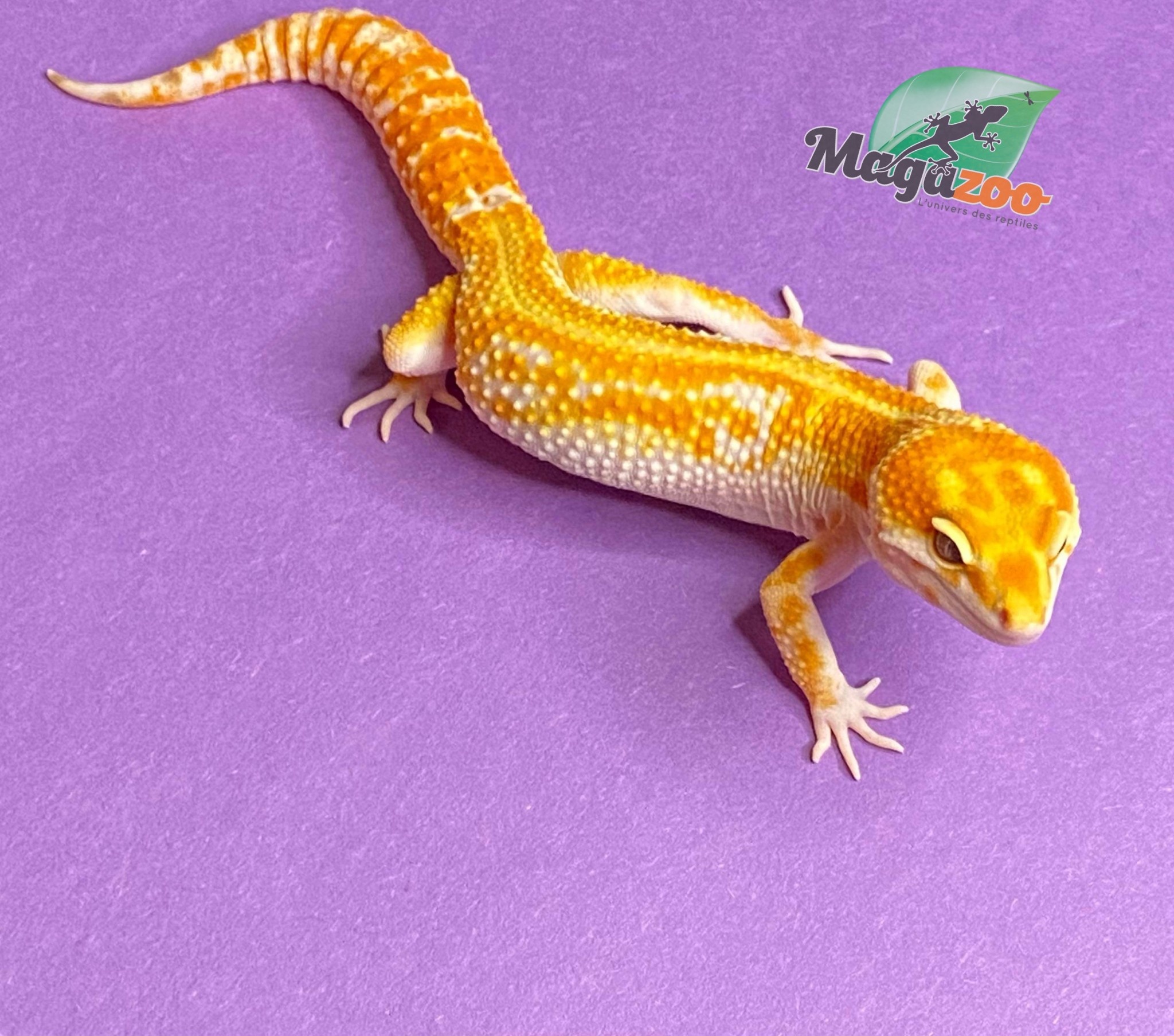 Magazoo Gecko léopard Red Diamond Mâle 26/5/23