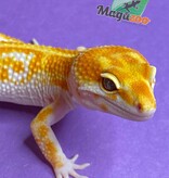 Magazoo Gecko léopard Red Diamond Mâle 26/5/23