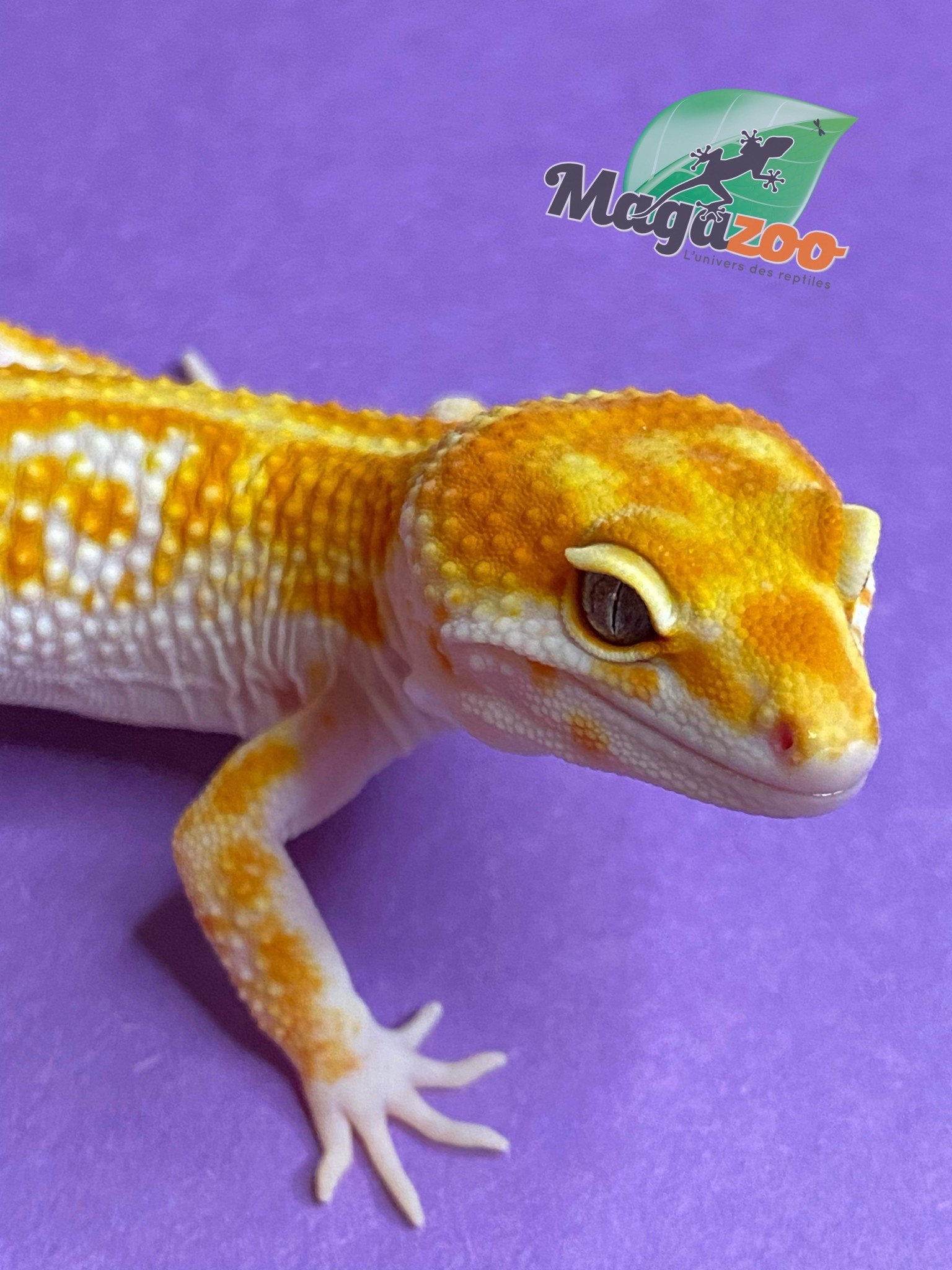Magazoo Red Diamond Male Leopard gecko 5/26/23