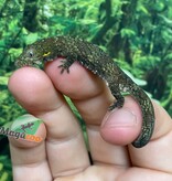 Magazoo Juvenile Bauer's Chameleon Gecko (agricolae) 8-18-23
