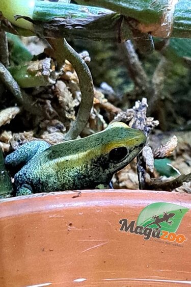 Magazoo Mint Golden frog poison / Phyllobates terribilis