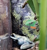 Magazoo Mint Golden frog poison / Phyllobates terribilis