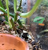 Magazoo Mint Golden frog poison / Phyllobates terribilis