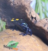 Magazoo True Sipaliwini Poison Dart frog