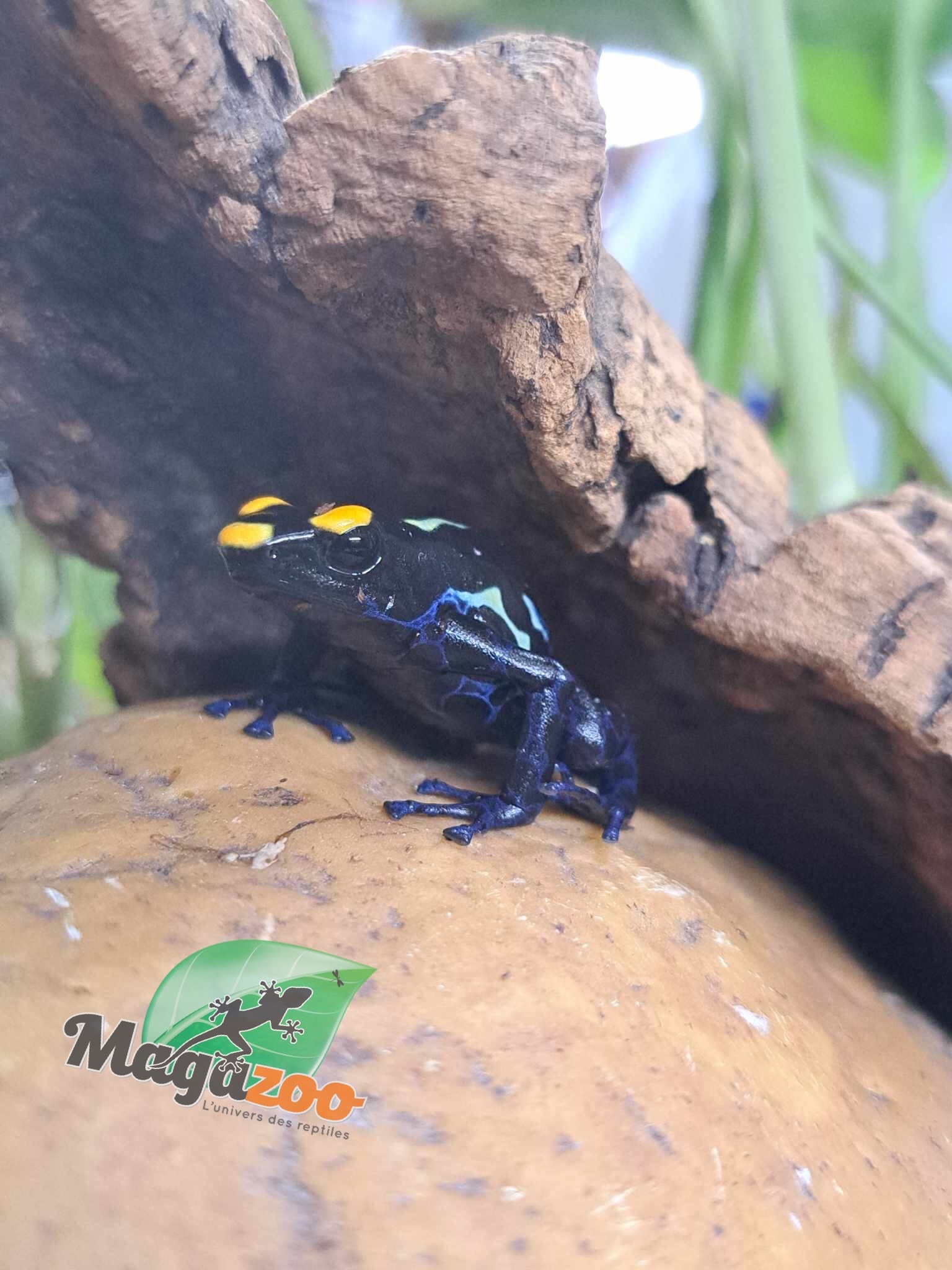 Magazoo True Sipaliwini Poison Dart frog