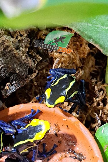 Magazoo Grenouille poison Dendrobates tinctorius ''Cobalt''