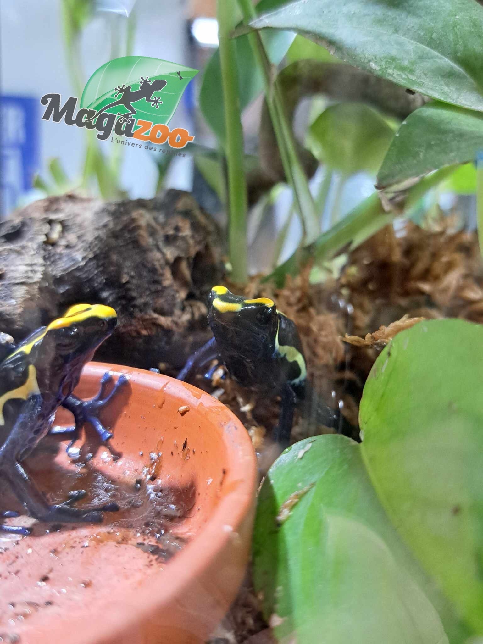 Magazoo Cobalt tinctorius poison Dart frog