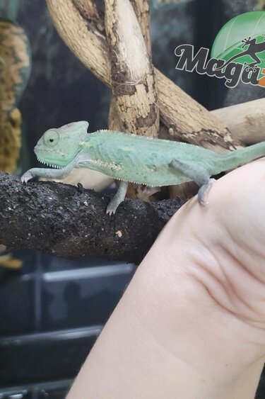 Magazoo Baby Male Veiled Chameleon #C