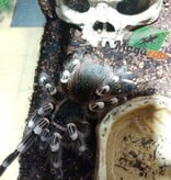 Magazoo Female White knee tarantula (5.5'') - Acanthoscurria geniculata