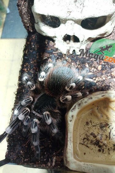 Magazoo Female White knee tarantula (5.5'') - Acanthoscurria geniculata