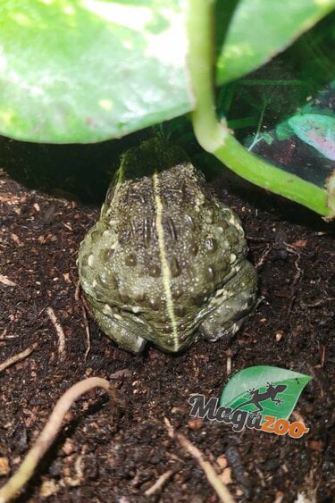 Albino Bull Frogs c.b. babies