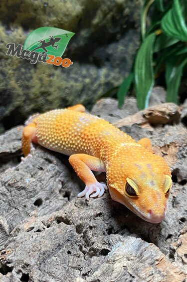 Magazoo Lava Blacknight Male Leopard gecko  # 36  11/08/23 (SPECIAL ORDER)