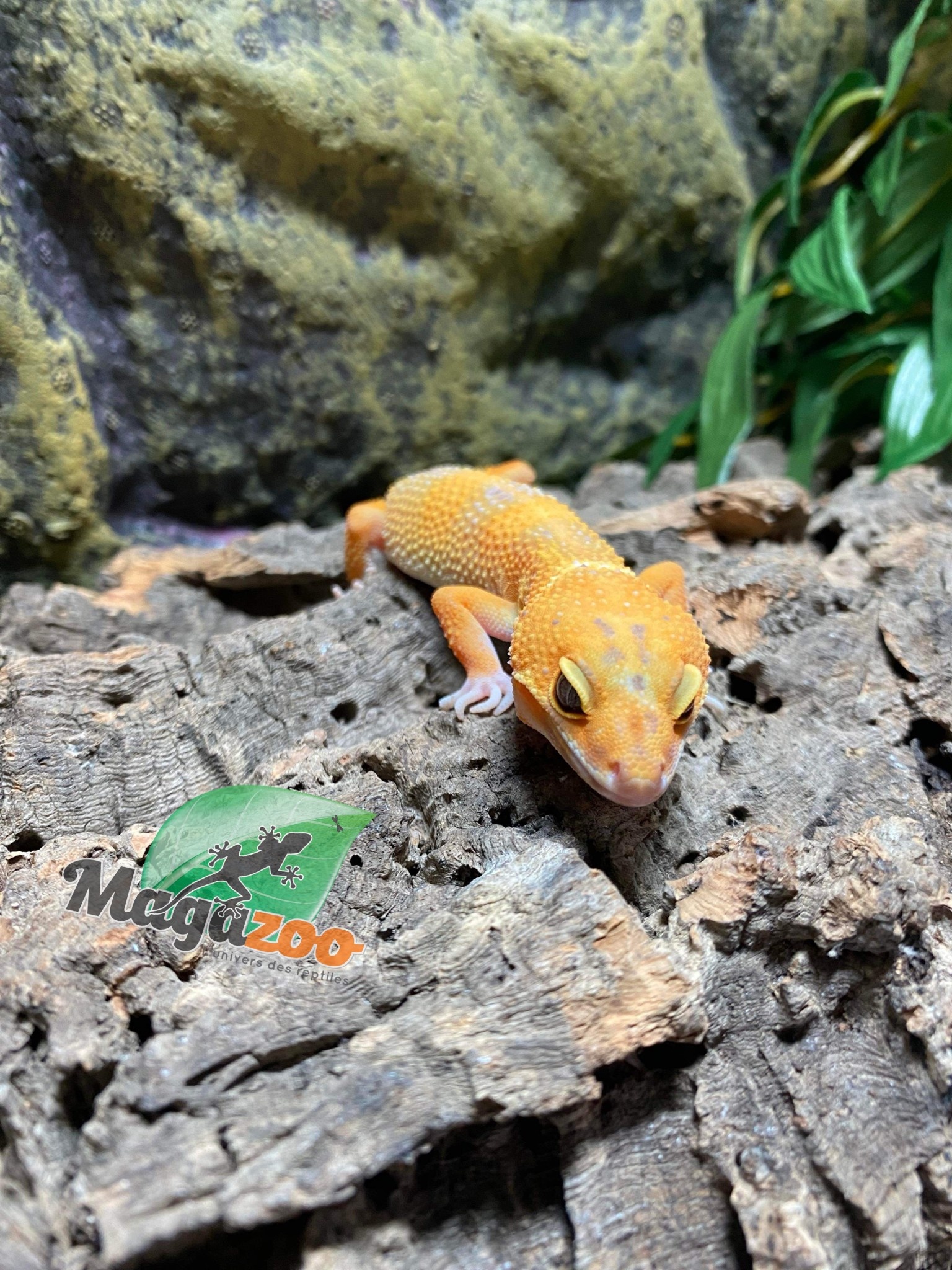 Magazoo Gecko léopard Lava Blacknight Mâle 8/11/23  #36 (EN COMMANDE SPÉCIALE)