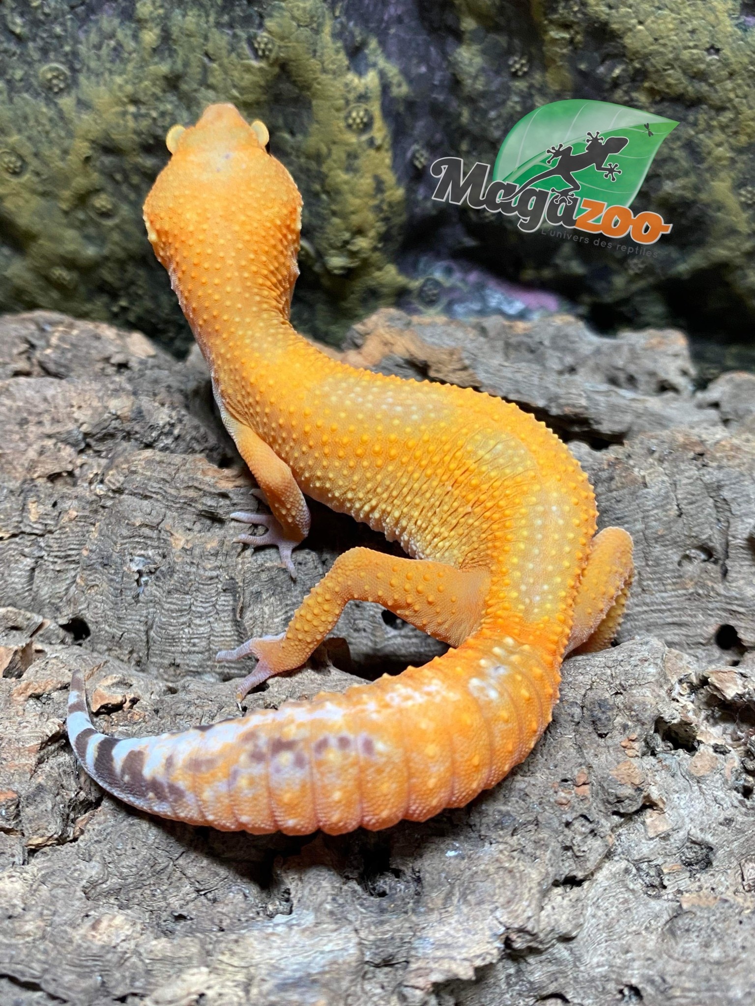 Magazoo Gecko léopard Lava Blacknight Femelle 10/11/23 #37 (EN COMMANDE SPÉCIALE)