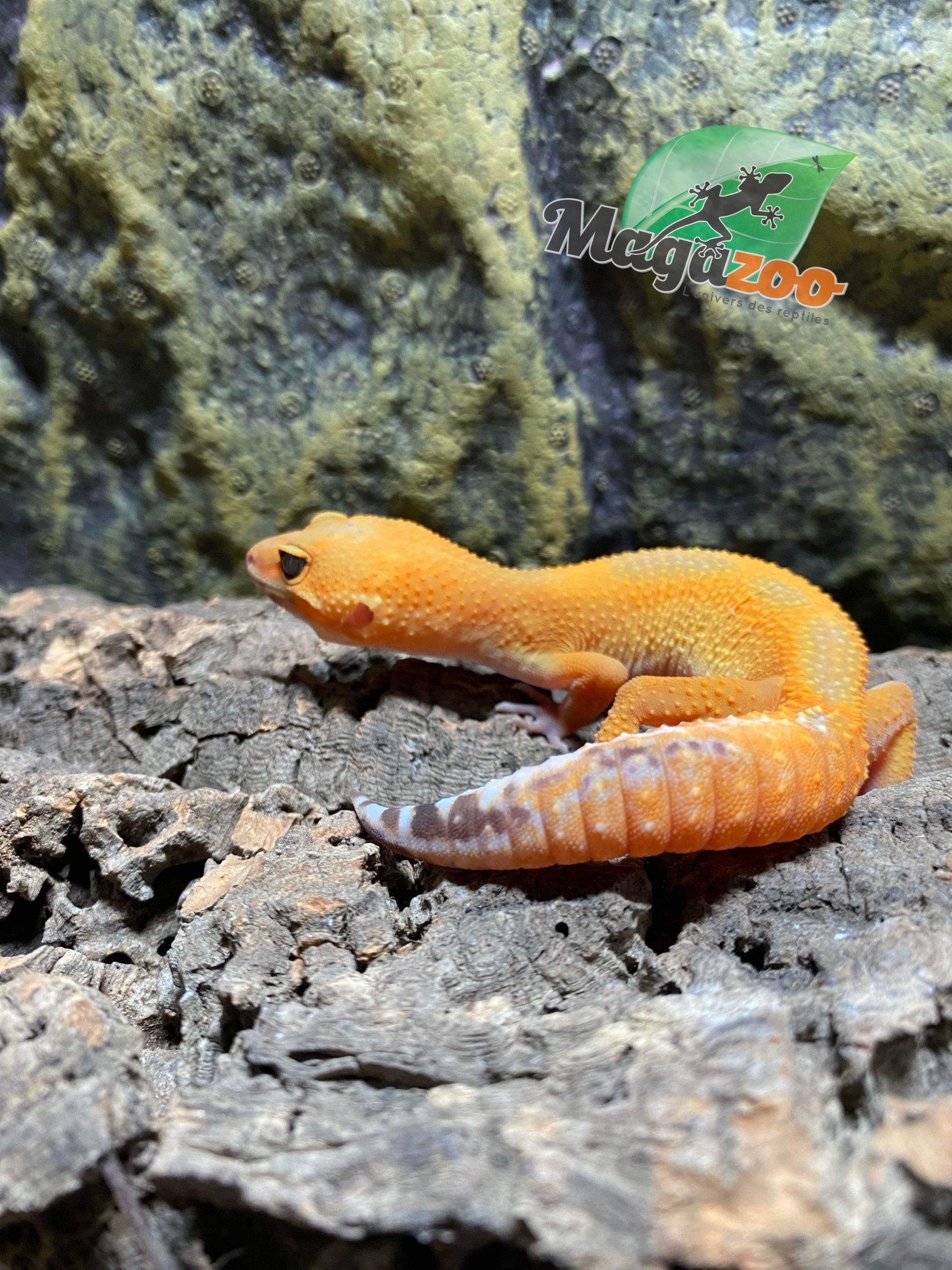 Magazoo Gecko léopard Lava Blacknight Femelle 10/11/23 #37 (EN COMMANDE SPÉCIALE)
