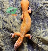 Magazoo Lava Blacknight Female Leopard gecko #37  11/10/23 (SPECIAL ORDER)