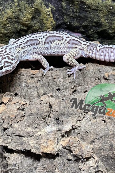 Magazoo Blacknight macksnow Bold jungle Male Leopard gecko #38 (SPECIAL ORDER)