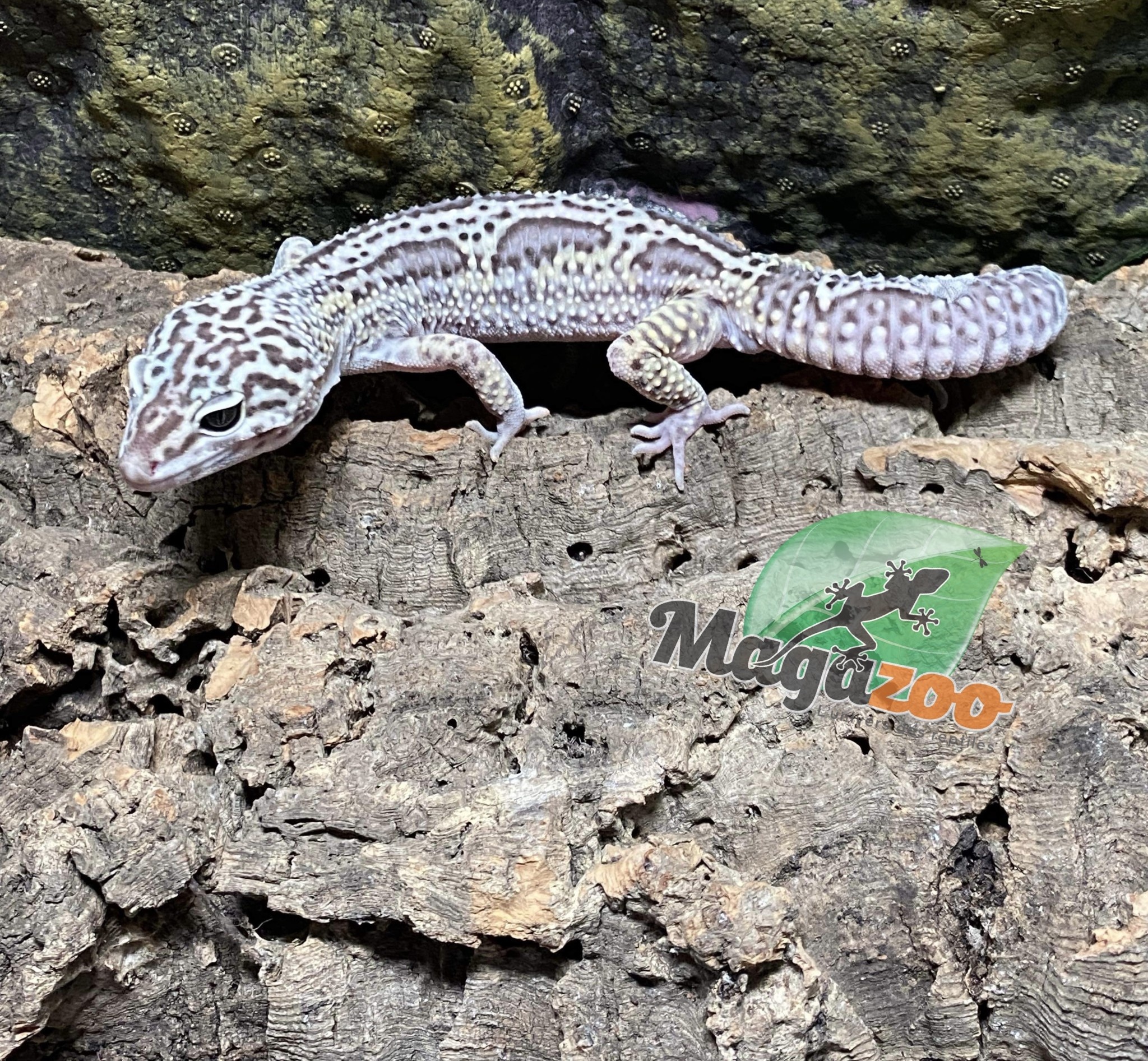 Magazoo Gecko léopard Blacknight macksnow Bold jungle  Mâle #38 (EN COMMANDE SPÉCIALE)