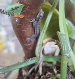 Magazoo Baby CB House Gecko