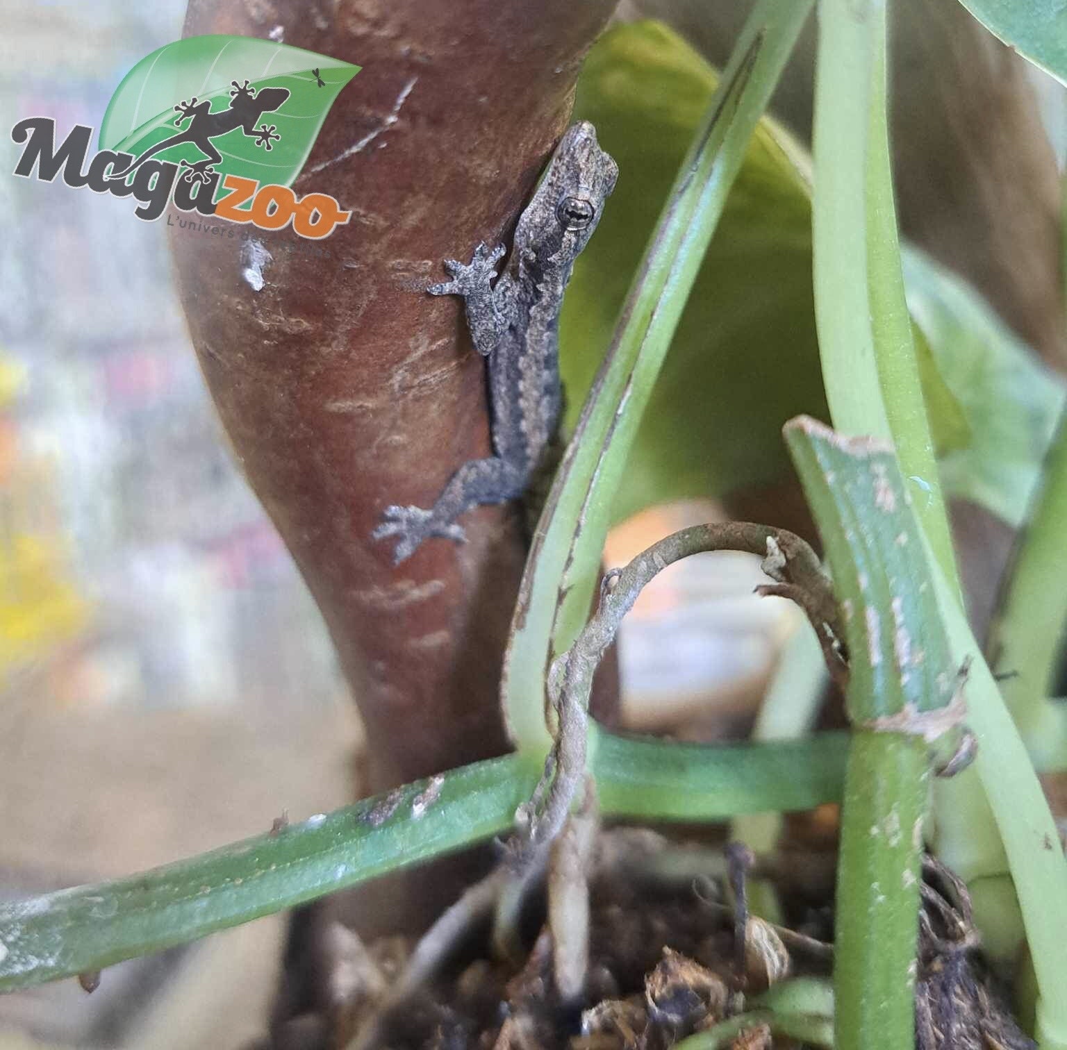 Magazoo Gecko des maisons (Bébé né en captivité)