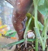 Magazoo Baby CB House Gecko