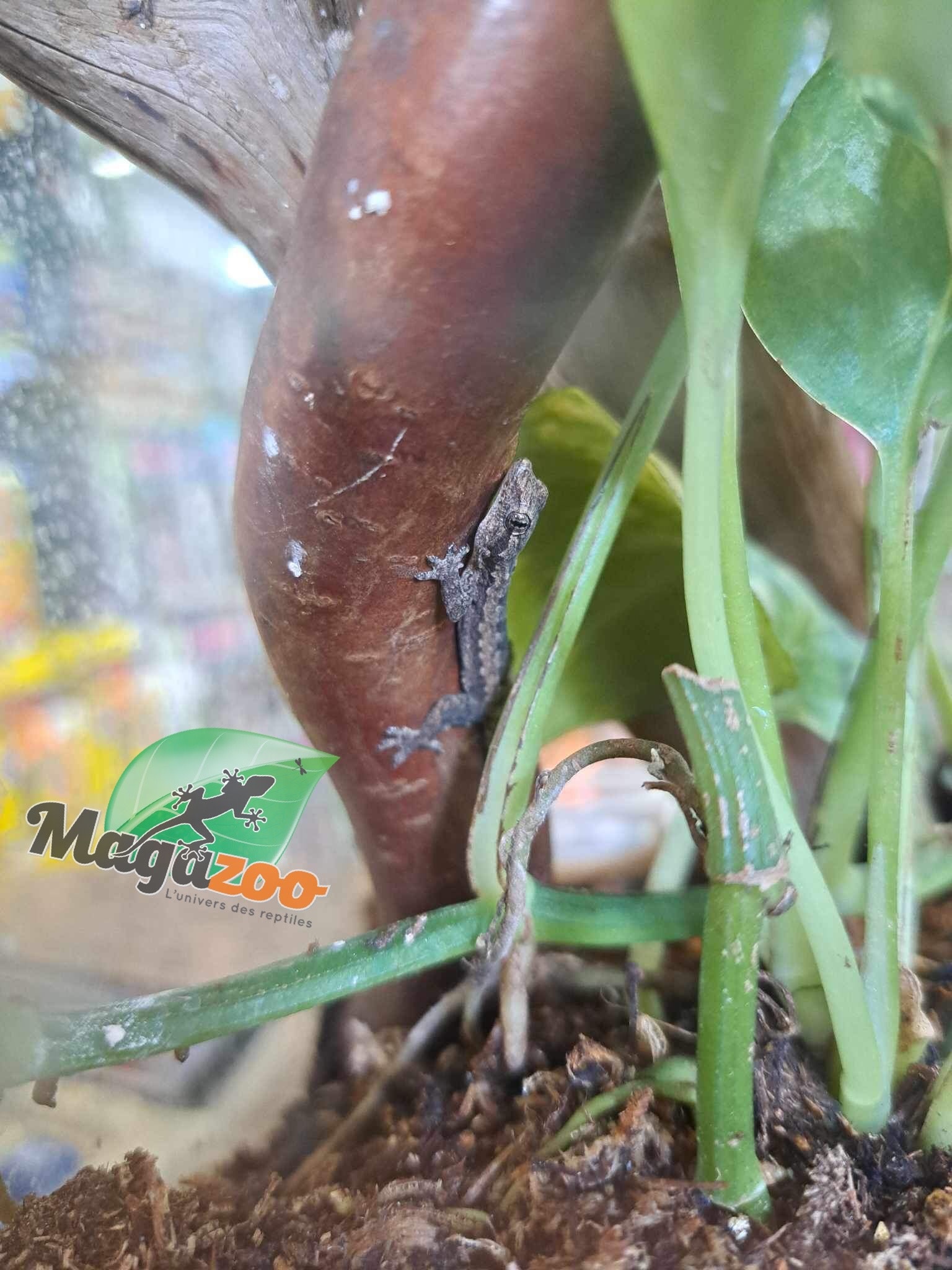 Magazoo Gecko des maisons (Bébé né en captivité)