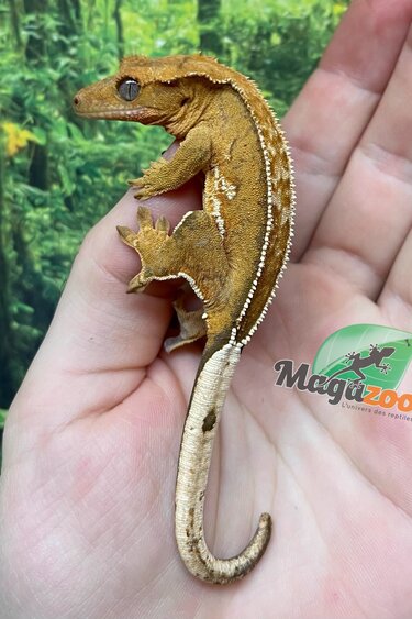 Magazoo Gecko à crête Pinstripe Juvénile