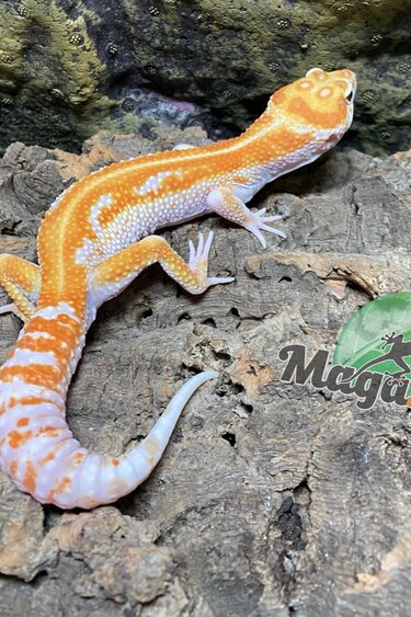 Magazoo Gecko léopard Red diamond  Mâle 1/7/23  #39  (EN COMMANDE SPÉCIAL)