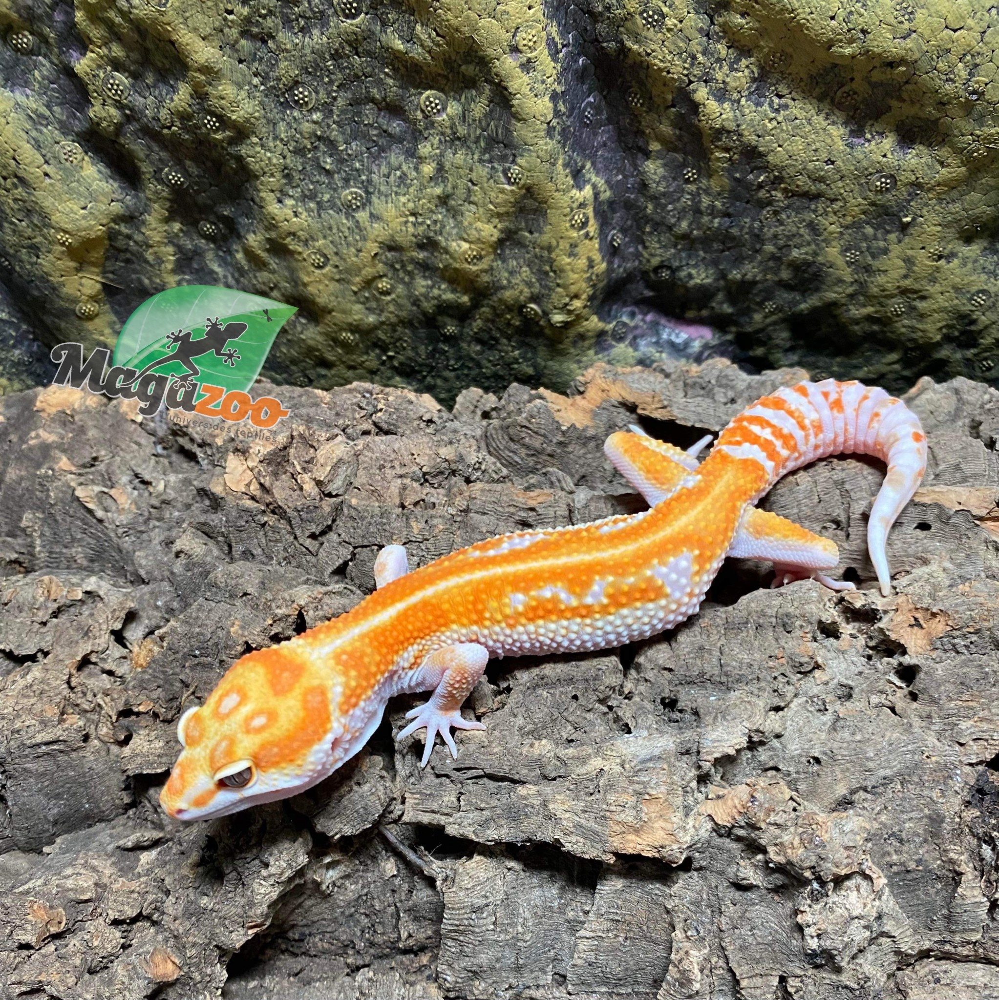 Magazoo Gecko léopard Red diamond  Mâle 1/7/23  #39  (EN COMMANDE SPÉCIAL)
