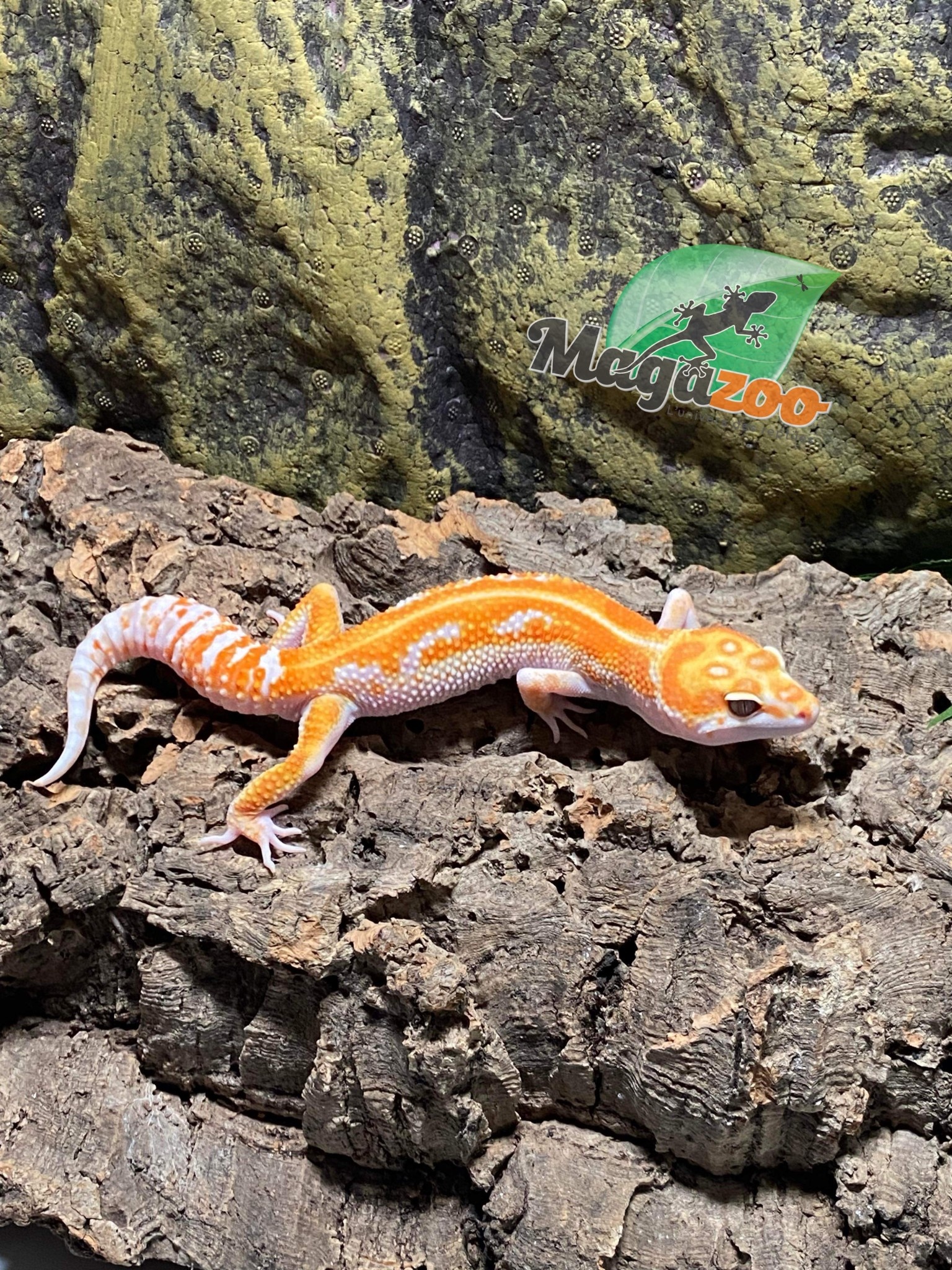 Magazoo Male Red diamond  Leopard gecko #39 7/1/23  (SPECIAL ORDER)