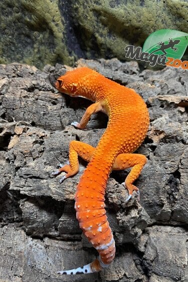 Magazoo Gecko léopard Tangerine tornado  Mâle 4/6/23  #40 (EN COMMANDE SPÉCIAL)