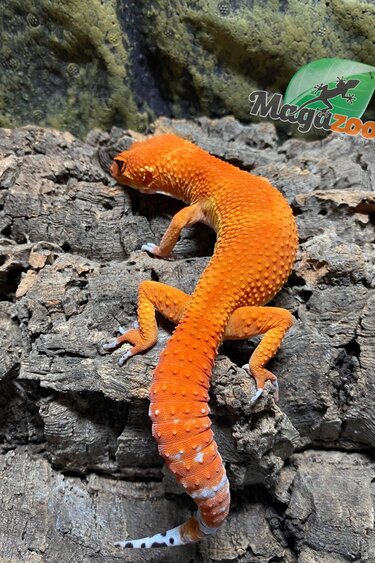 Magazoo Male Tangerine tornado  Leopard gecko 6/4/23  #40 (SPECIAL ORDER)